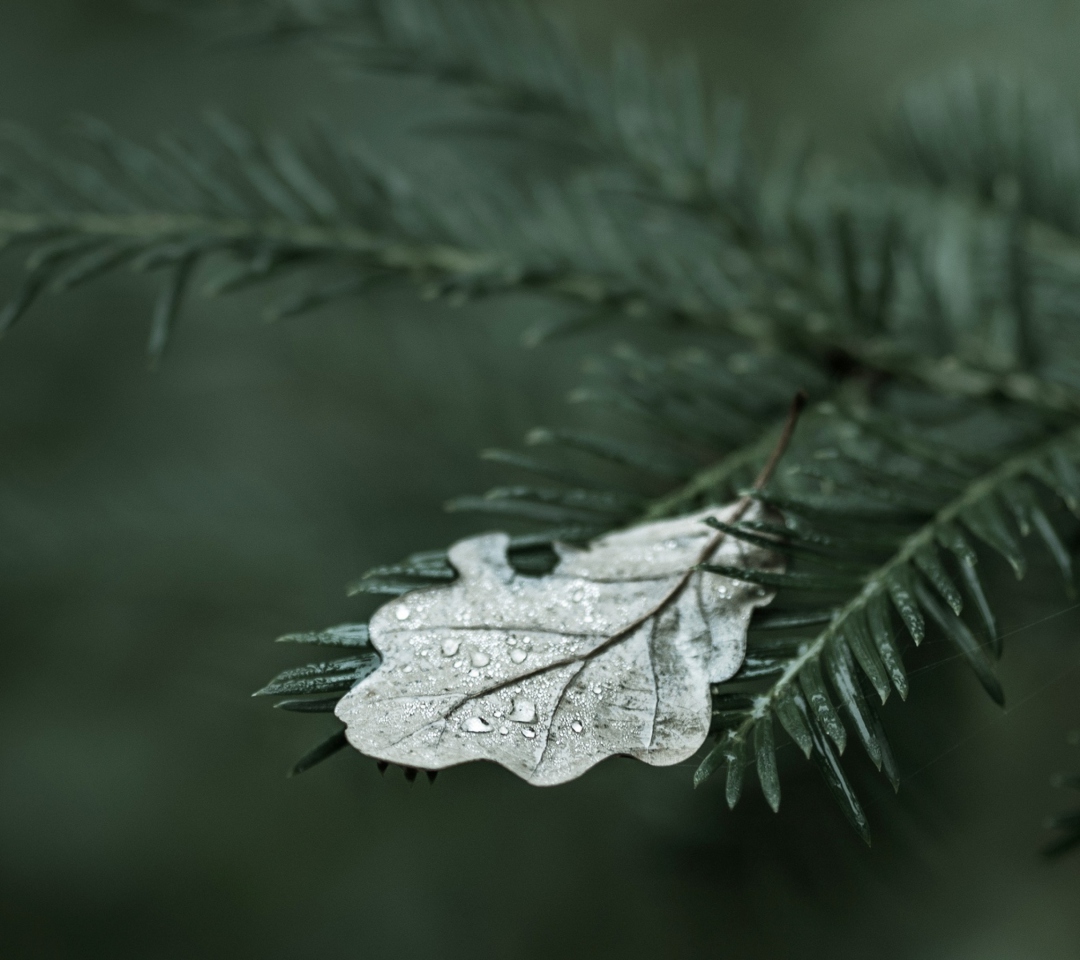 Обои Spruce Branches And Leaf 1080x960