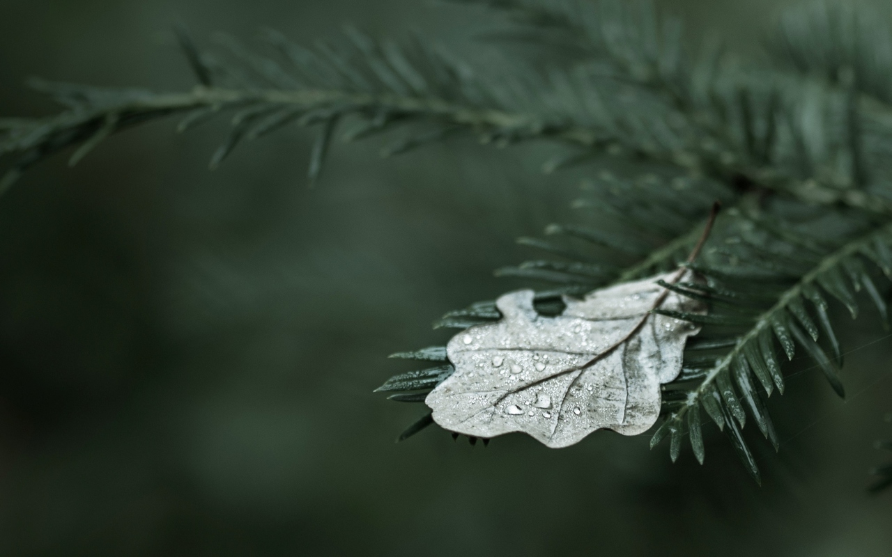 Das Spruce Branches And Leaf Wallpaper 1280x800