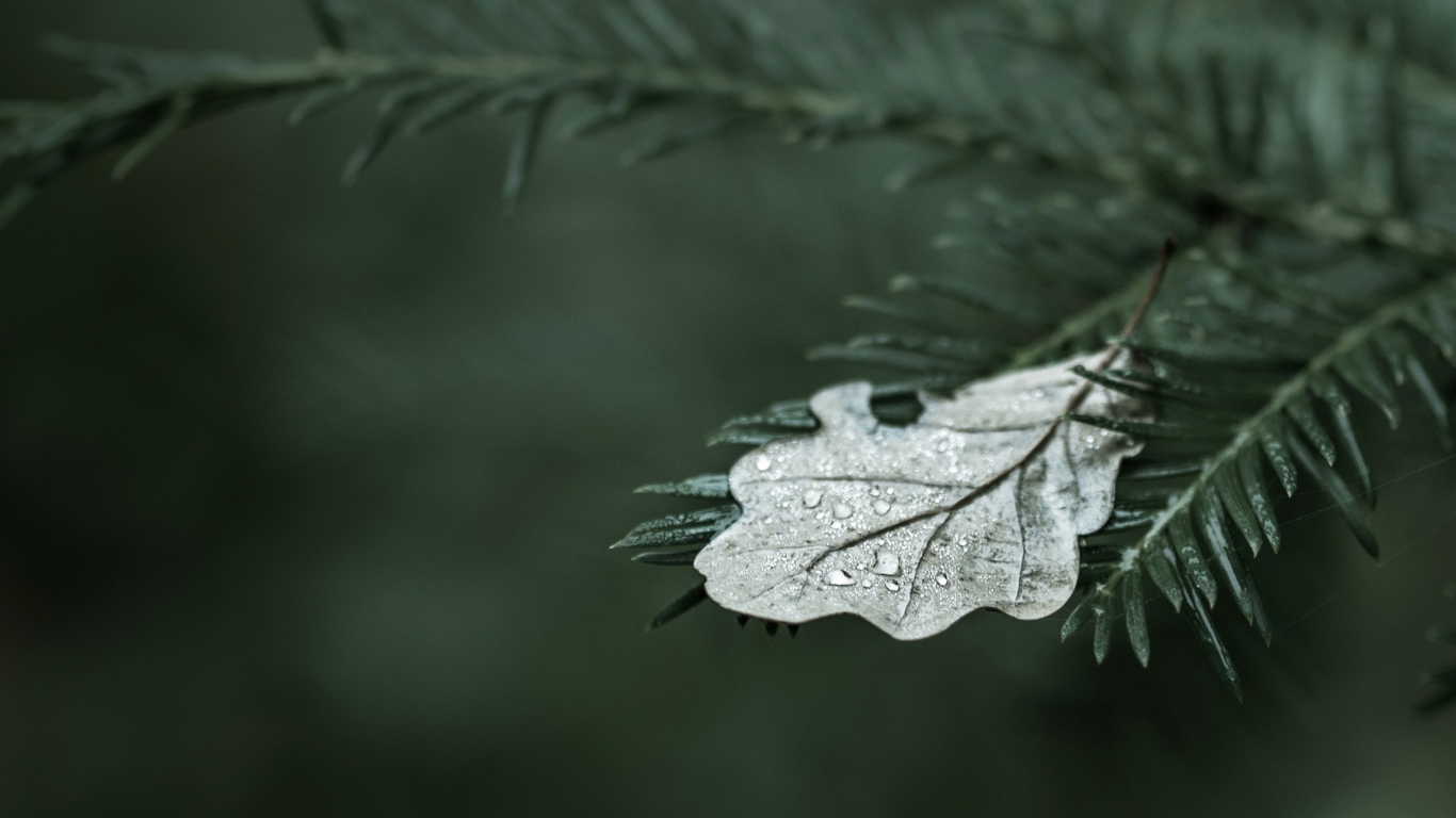 Spruce Branches And Leaf screenshot #1 1366x768