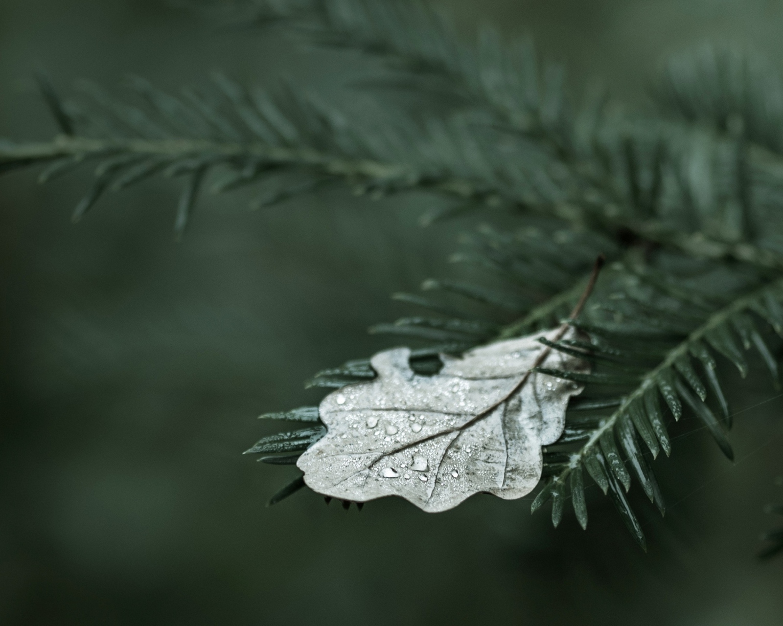 Spruce Branches And Leaf wallpaper 1600x1280