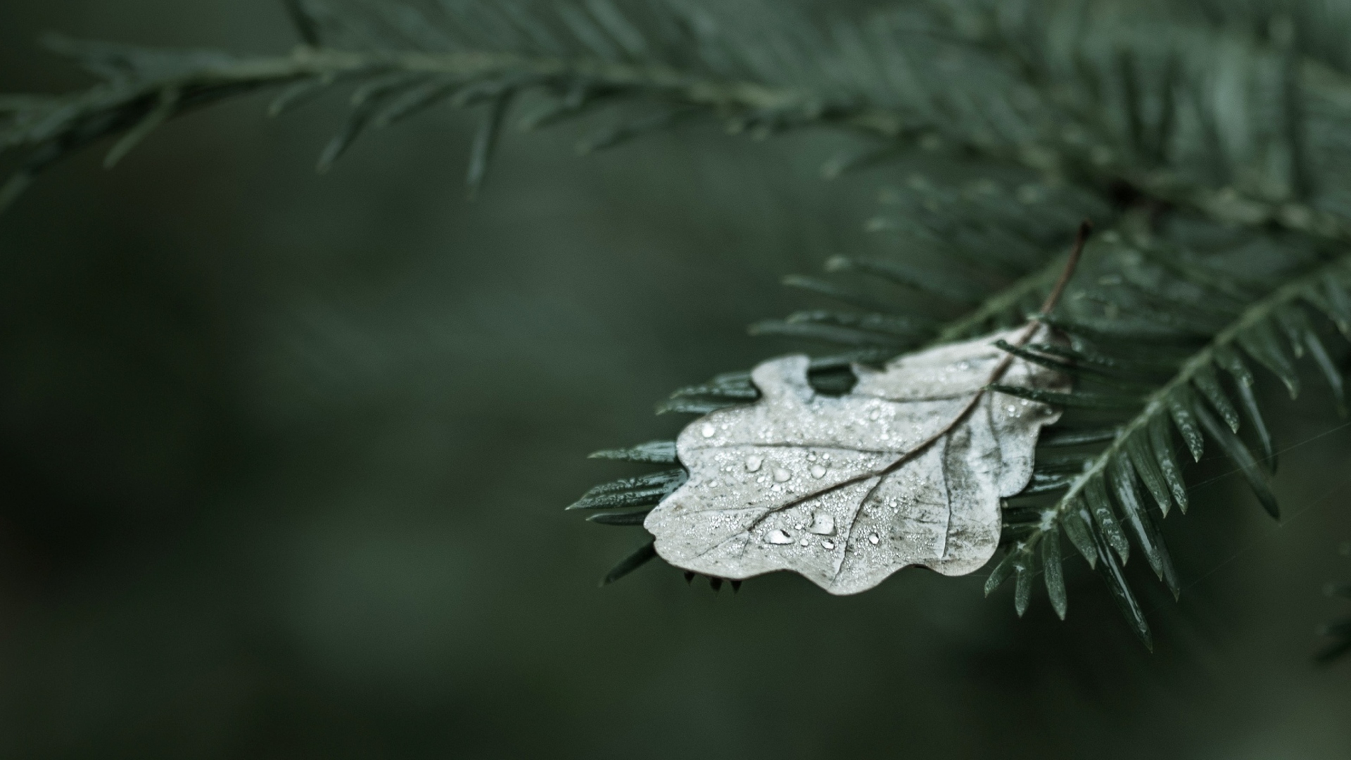 Spruce Branches And Leaf wallpaper 1920x1080