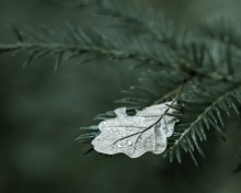 Spruce Branches And Leaf wallpaper 220x176