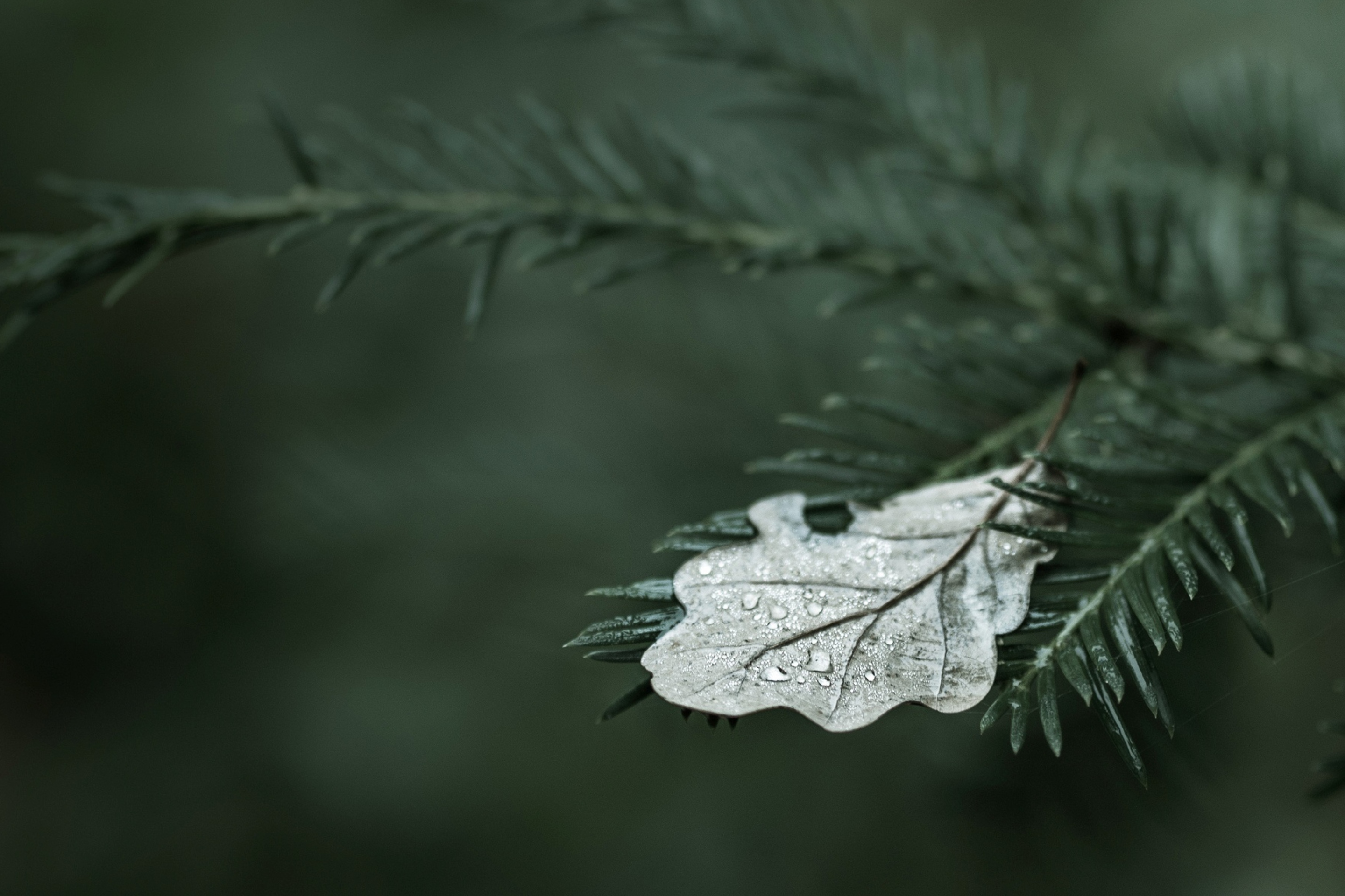 Обои Spruce Branches And Leaf 2880x1920