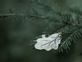 Das Spruce Branches And Leaf Wallpaper 320x240