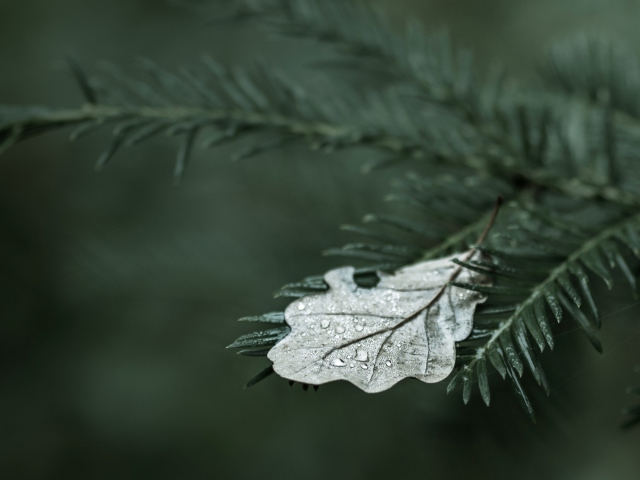 Spruce Branches And Leaf wallpaper 640x480