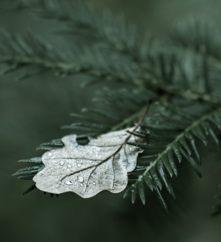 Spruce Branches And Leaf - Obrázkek zdarma pro iPad 2