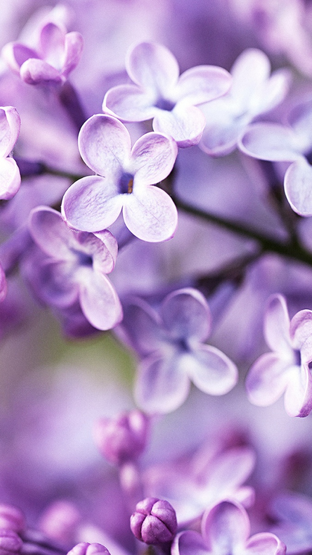 Screenshot №1 pro téma Spring Lilac Bloom 1080x1920