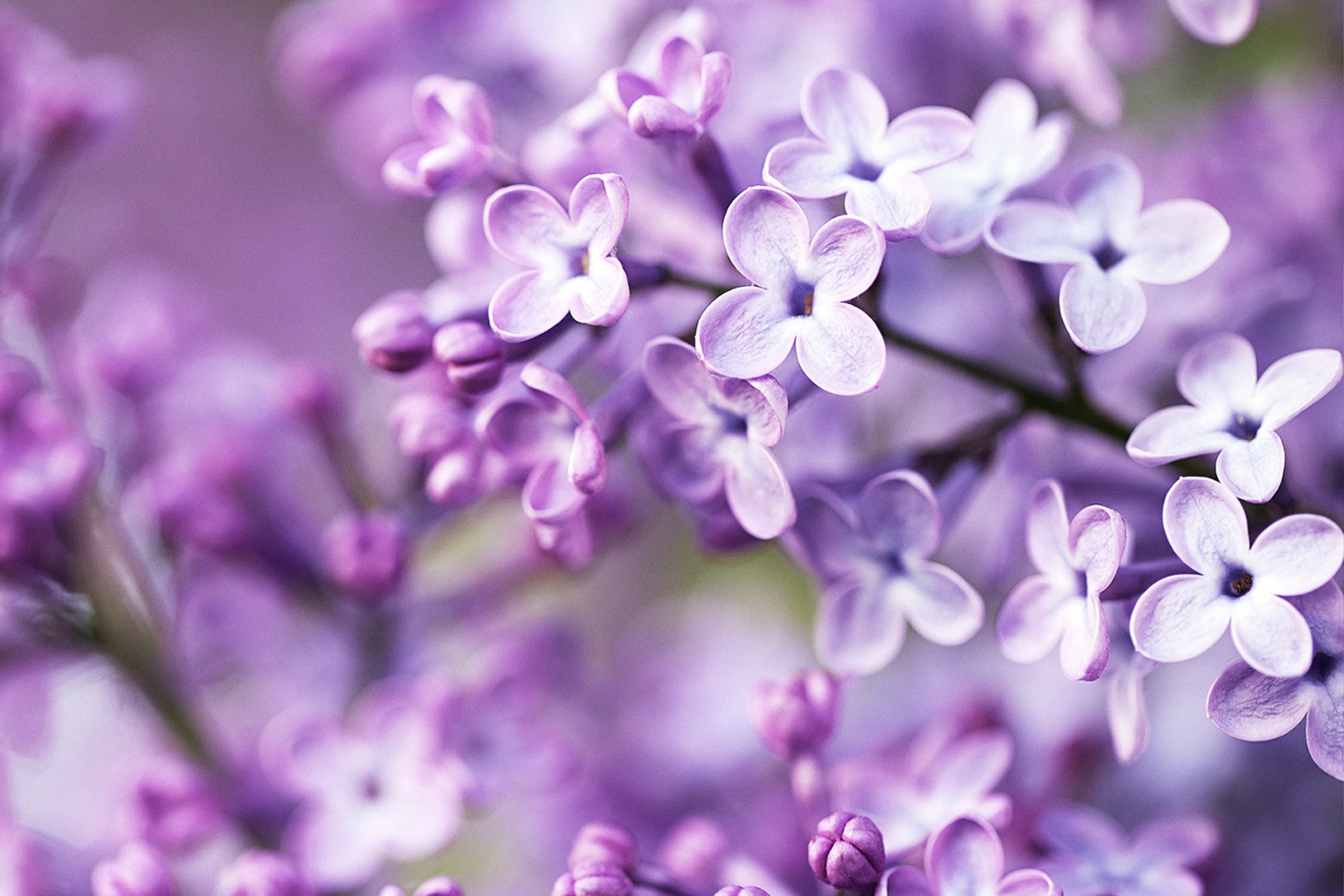 Screenshot №1 pro téma Spring Lilac Bloom 2880x1920