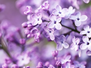Das Spring Lilac Bloom Wallpaper 320x240