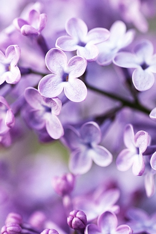 Das Spring Lilac Bloom Wallpaper 320x480
