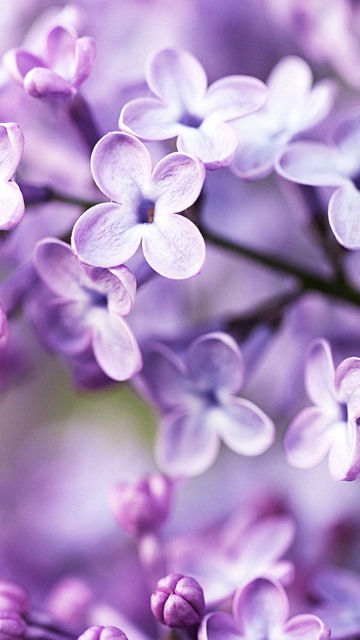 Screenshot №1 pro téma Spring Lilac Bloom 360x640
