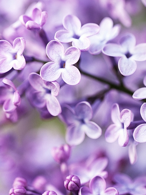 Обои Spring Lilac Bloom 480x640