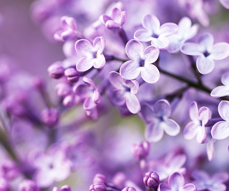Das Spring Lilac Bloom Wallpaper 960x800