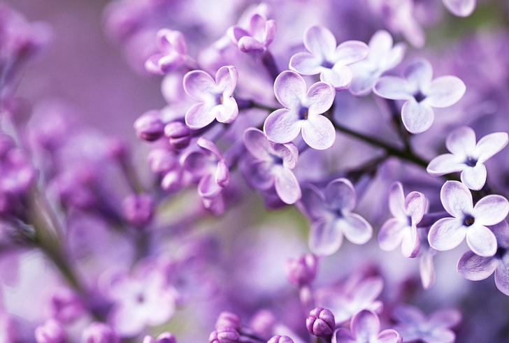 Das Spring Lilac Bloom Wallpaper