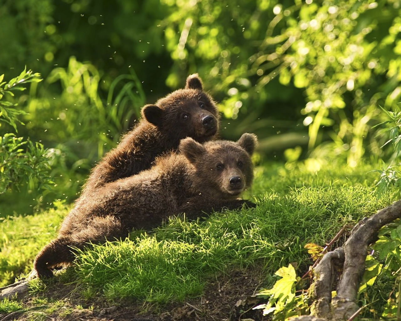 Das Two Baby Bears Wallpaper 1280x1024