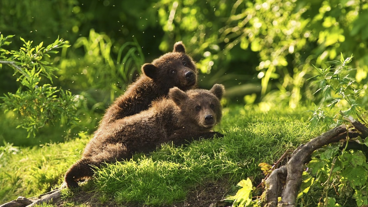 Das Two Baby Bears Wallpaper 1280x720