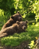 Обои Two Baby Bears 128x160