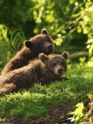 Two Baby Bears wallpaper 132x176