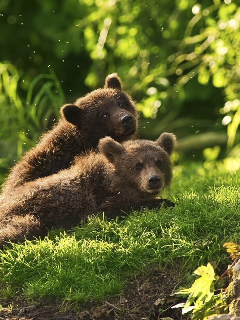 Обои Two Baby Bears 480x640
