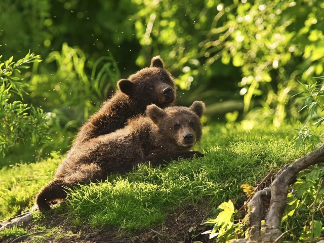 Fondo de pantalla Two Baby Bears 640x480