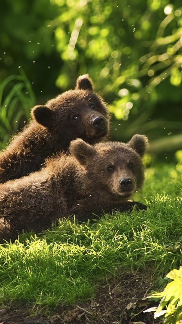 Two Baby Bears wallpaper 750x1334