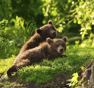 Kostenloses Two Baby Bears Wallpaper für iPad