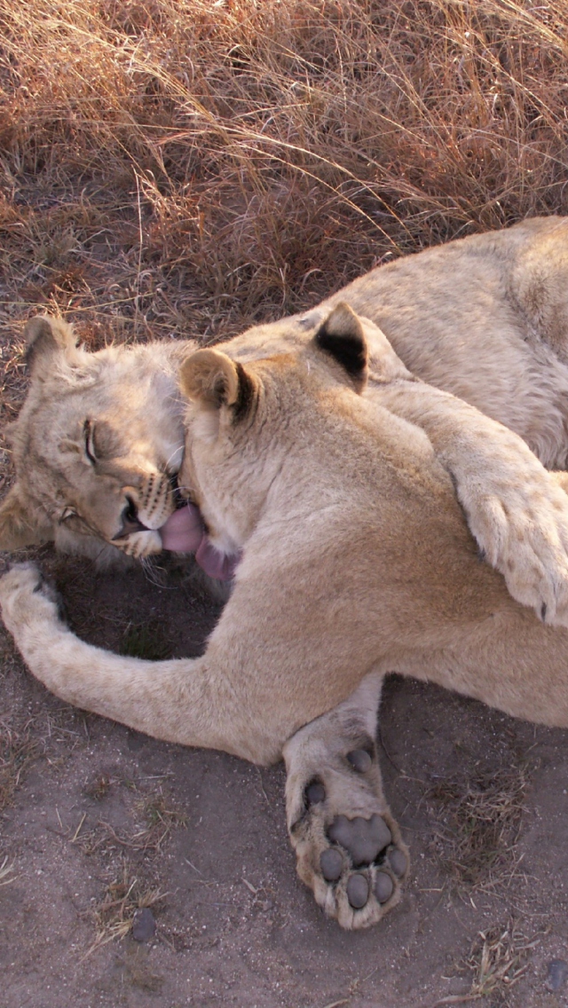 Das Lions Playing Wallpaper 640x1136