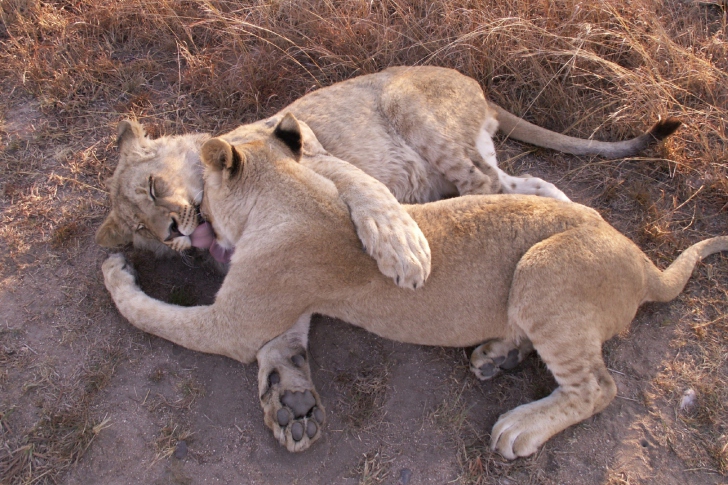 Обои Lions Playing