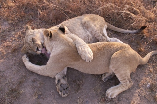 Lions Playing Picture for Android, iPhone and iPad