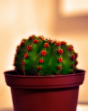 Cactus screenshot #1 128x160