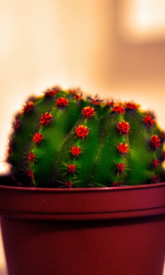 Cactus screenshot #1 240x400