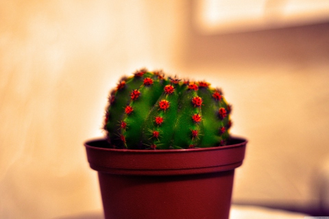 Cactus screenshot #1 480x320