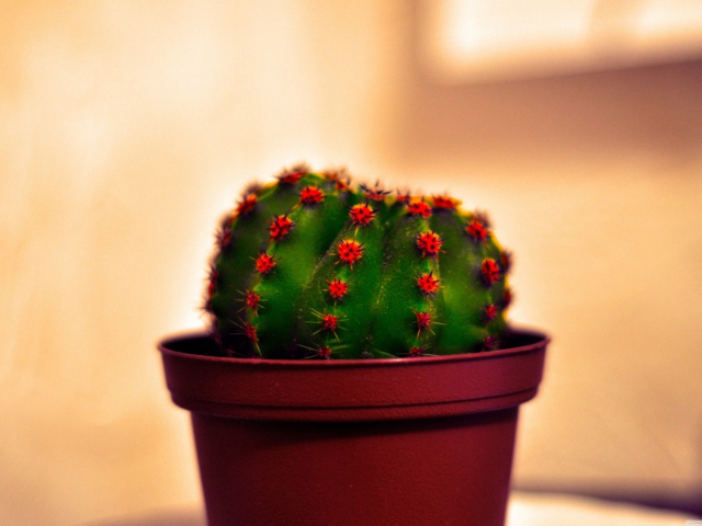 Cactus screenshot #1 640x480