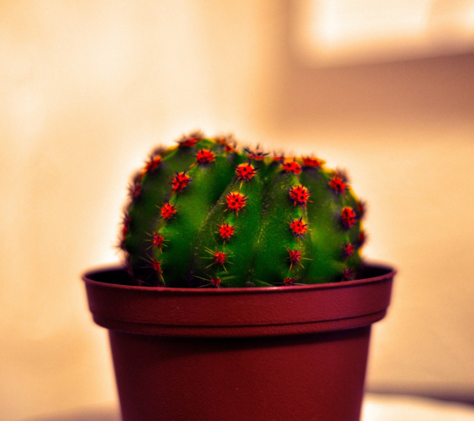 Cactus screenshot #1 960x854