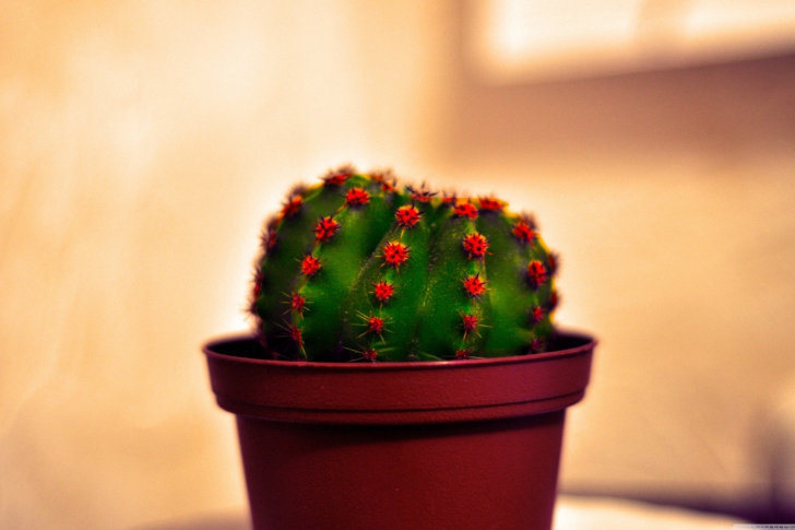 Cactus screenshot #1