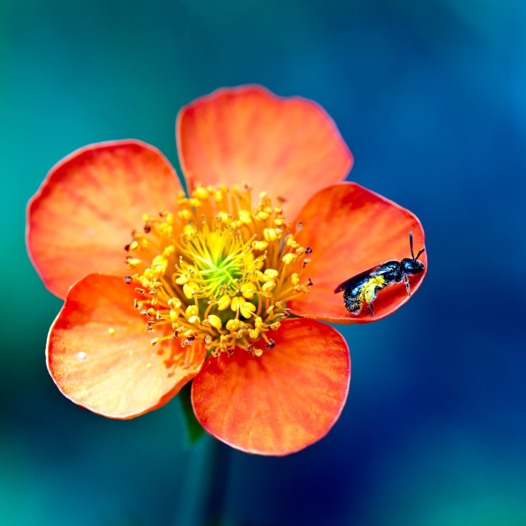 Bee On Orange Flower wallpaper 1024x1024