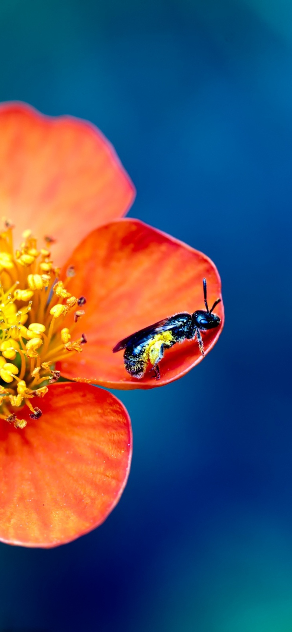 Bee On Orange Flower wallpaper 1170x2532