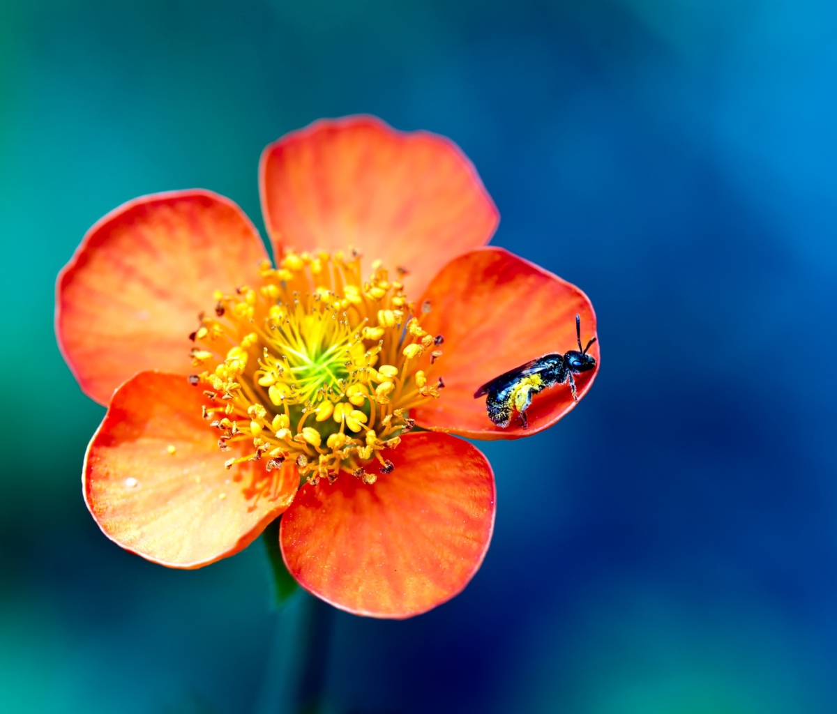 Bee On Orange Flower screenshot #1 1200x1024