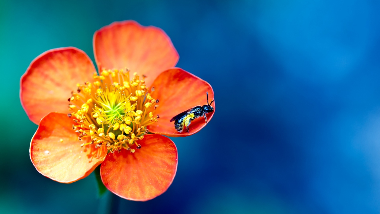 Fondo de pantalla Bee On Orange Flower 1280x720