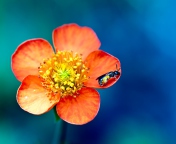 Bee On Orange Flower screenshot #1 176x144