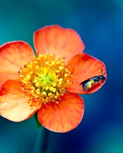 Screenshot №1 pro téma Bee On Orange Flower 176x220