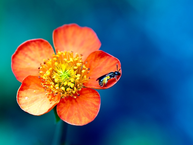 Bee On Orange Flower wallpaper 640x480