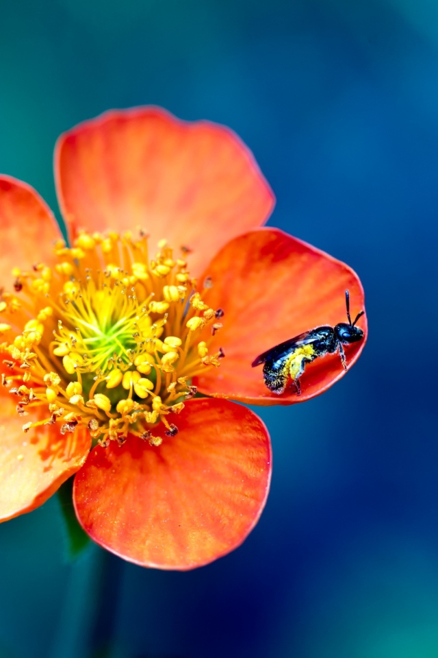 Bee On Orange Flower wallpaper 640x960