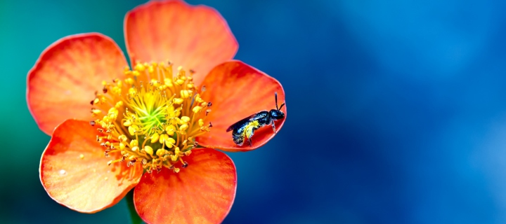 Обои Bee On Orange Flower 720x320