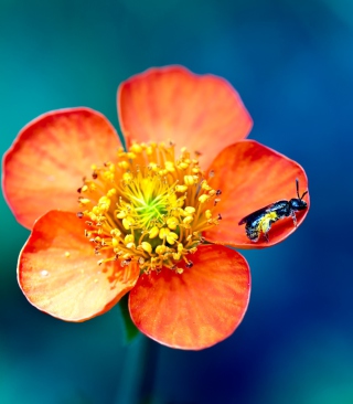 Bee On Orange Flower - Fondos de pantalla gratis para 176x220