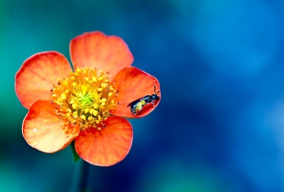 Bee On Orange Flower Background for Android, iPhone and iPad