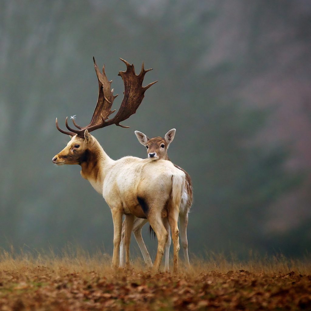 Deer Family wallpaper 1024x1024