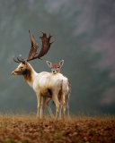 Deer Family wallpaper 128x160