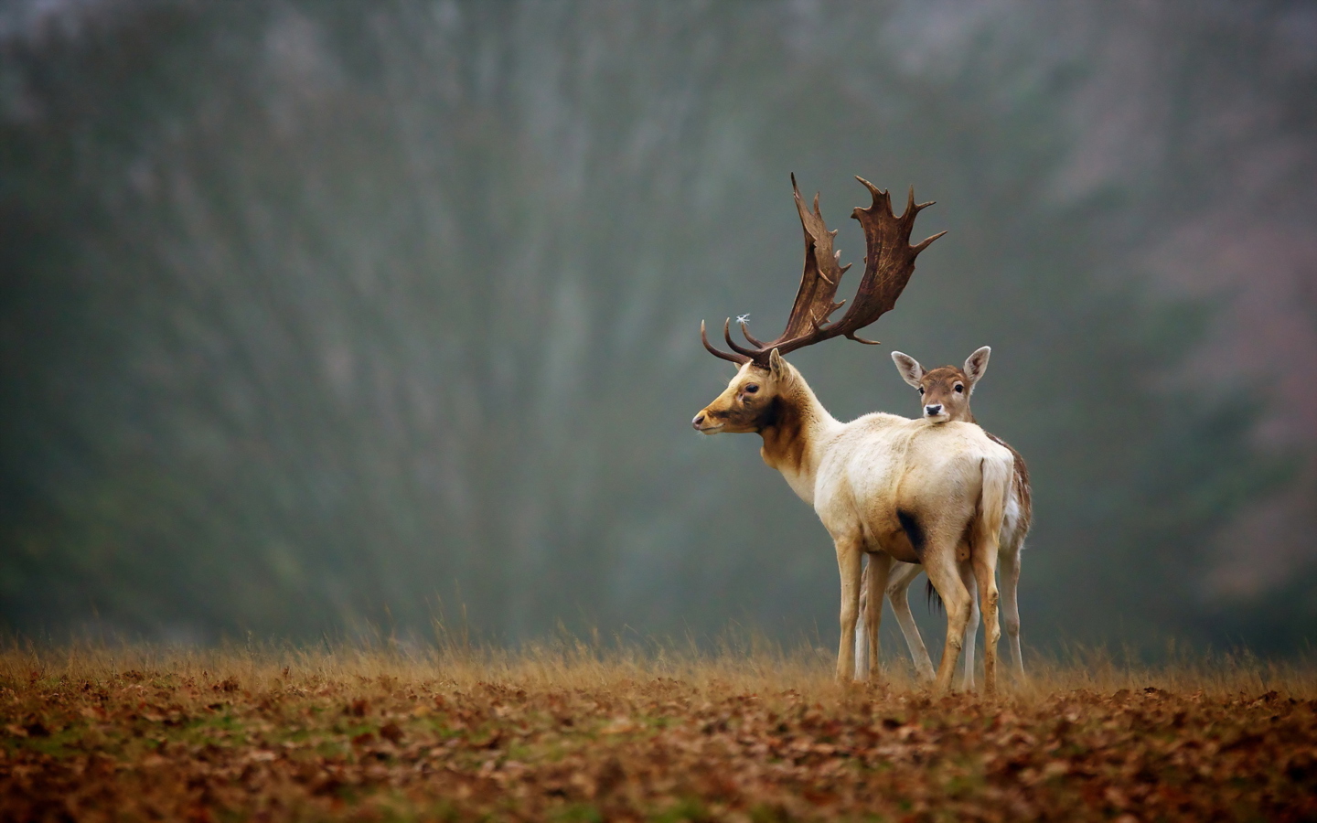 Обои Deer Family 1440x900