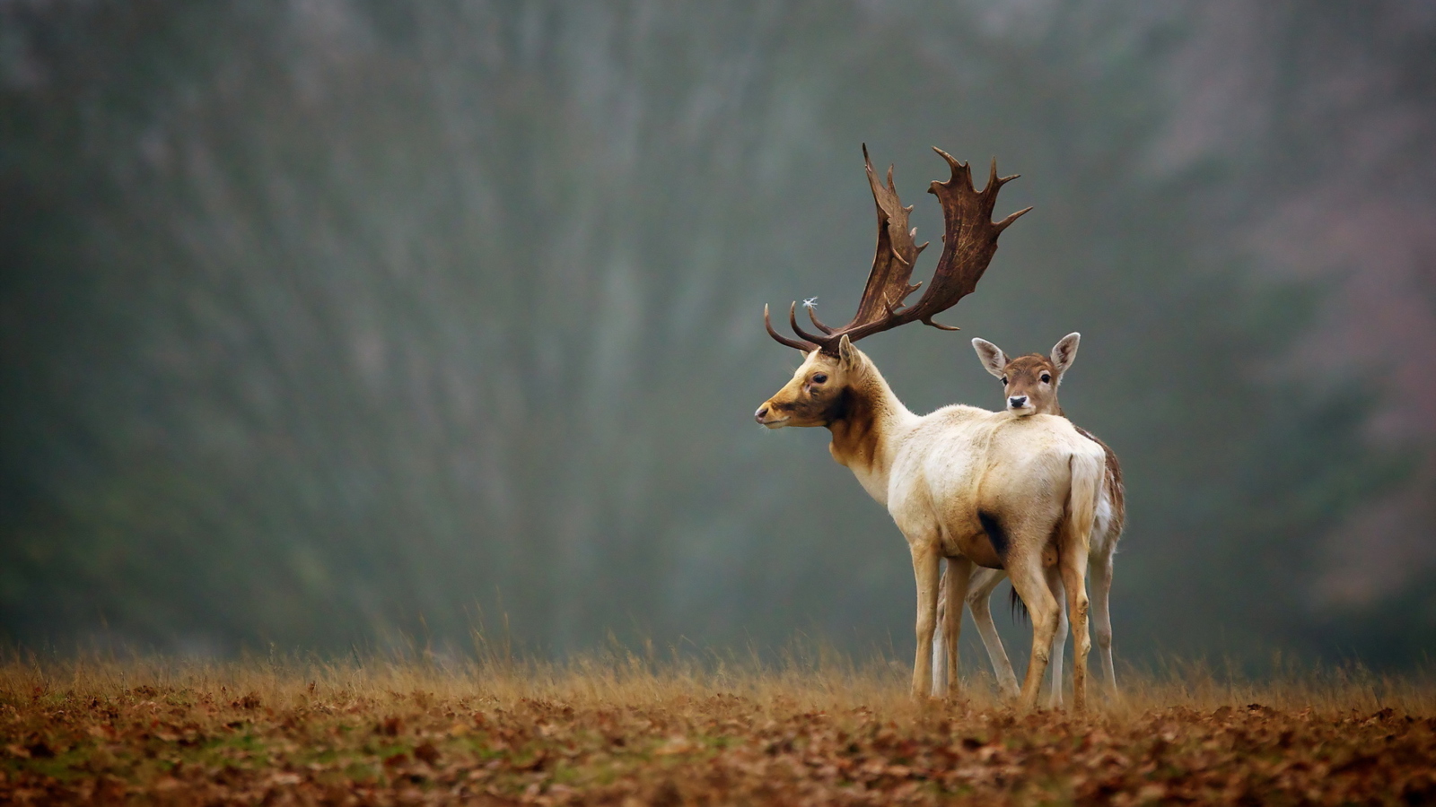 Обои Deer Family 1600x900